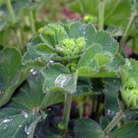 Alchémille verts jaune (Alchemilla xanthochlora) graines