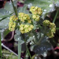 Alchémille verts jaune (Alchemilla xanthochlora)...