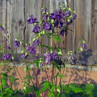 Ancolie commune (Aquilegia vulgaris) graines