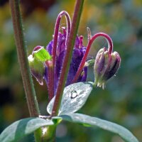 Ancolie commune (Aquilegia vulgaris) graines