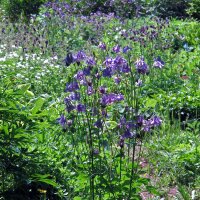 Ancolie commune (Aquilegia vulgaris) graines