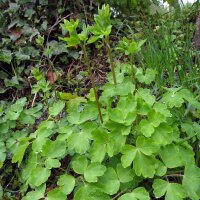 Ancolie commune (Aquilegia vulgaris) graines