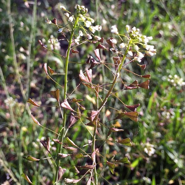 Capselle bourse à pasteur (Capsella bursa-pastoris) graines