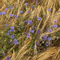 Bleuet des champs / barbeau bleu  (Centaurea cyanus) graines