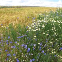 Bleuet des champs / barbeau bleu  (Centaurea cyanus) graines