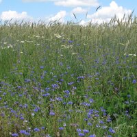 Bleuet des champs / barbeau bleu  (Centaurea cyanus) graines