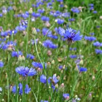 Bleuet des champs / barbeau bleu  (Centaurea cyanus)