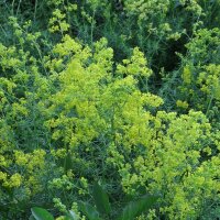 Le gaillet jaune (Galium verum) graines