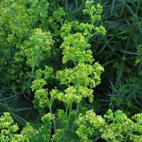 Le gaillet jaune (Galium verum) graines