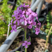 Julienne des dames (Hesperis matronalis) graines