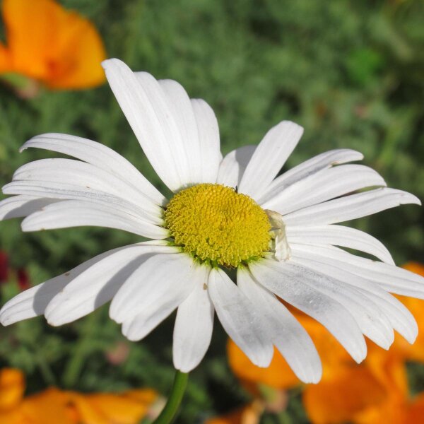 Marguerite commune / Pâquerette des champs (Leucanthemum vulgare) graines