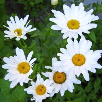 Marguerite commune / Pâquerette des champs (Leucanthemum vulgare) graines