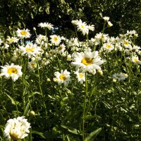 Marguerite commune / Pâquerette des champs (Leucanthemum vulgare) graines