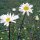 Marguerite commune / Pâquerette des champs (Leucanthemum vulgare) graines