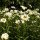 Marguerite commune / Pâquerette des champs (Leucanthemum vulgare) graines