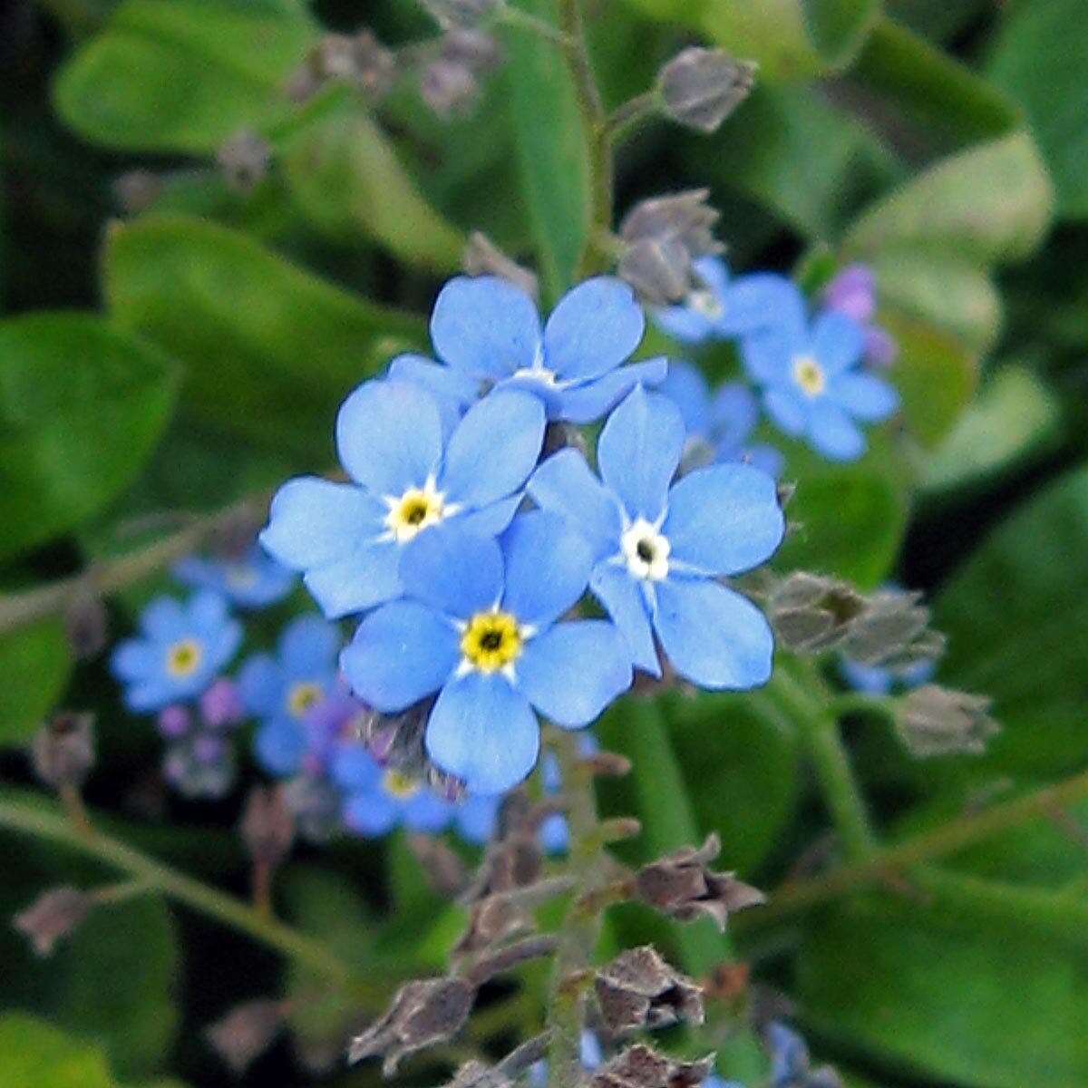 Myosotis des bois (Myosotis sylvatica) graines — free download