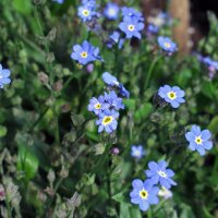 Myosotis des bois (Myosotis sylvatica) graines