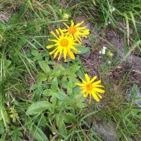 Arnica des montagnes (Arnica montana) graines