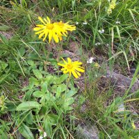 Arnica des montagnes (Arnica montana) graines
