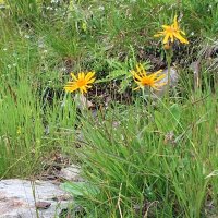 Arnica des montagnes (Arnica montana) graines