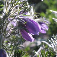 Anémone pulsatille / coquerelle (Pulsatilla...