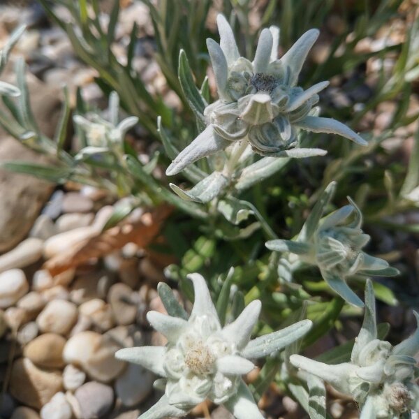 Edelweiss / étoile des glaciers (Leontopodium alpinum) graines