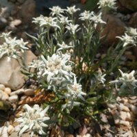 Edelweiss / étoile des glaciers (Leontopodium alpinum) graines