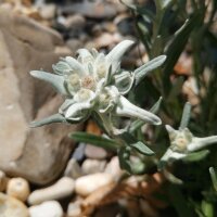 Edelweiss / étoile des glaciers (Leontopodium alpinum)