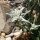 Edelweiss / étoile des glaciers (Leontopodium alpinum) graines