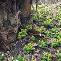 Helléborine (Eranthis hyemalis) graines