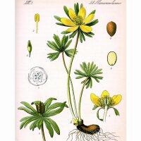 Helléborine (Eranthis hyemalis) graines