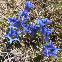 Gentiane de Koch / Gentiane sans tige (Gentiana acaulis)...