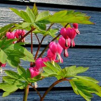 Cœur de Marie/ coeur saignant bicolore (Lamprocapnos / Dicentra spectabilis) graines