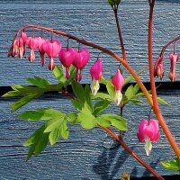 Cœur de Marie/ coeur saignant bicolore (Lamprocapnos / Dicentra spectabilis) graines