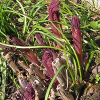 Cœur de Marie/ coeur saignant bicolore (Lamprocapnos / Dicentra spectabilis) graines