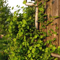 Chèvrefeuille des bois (Lonicera periclymenum) graines