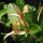 Chèvrefeuille des bois (Lonicera periclymenum) graines