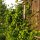 Chèvrefeuille des bois (Lonicera periclymenum) graines
