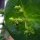 Chèvrefeuille des bois (Lonicera periclymenum) graines