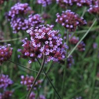 Verveine de Buenos-Aires (Verbena bonariensis) graines