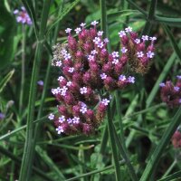 Verveine de Buenos-Aires (Verbena bonariensis) graines