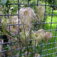 Clématite des haies / bois de pipe (Clematis...