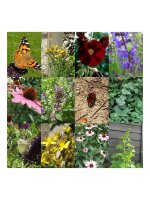 Jardin de papillon - Coffret cadeau de semences