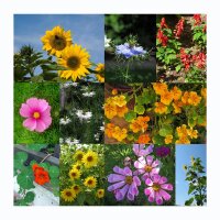 Fleurs à croissance rapide - coffret cadeau de graines