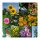 Fleurs à croissance rapide - coffret cadeau de graines