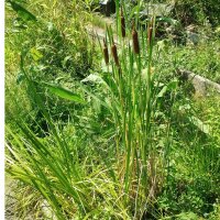 Rauche/ Massette à larges feuilles (Typha...