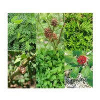 Herbes médicinales chinoises de la MTC - coffret cadeau de graines