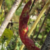 Haricot Borlotto Lingua Di Fuoco (Phaseolus vulgaris) Bio...