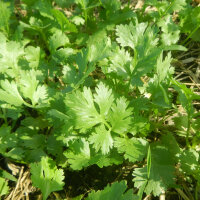 Coriandre (Coriandrum sativum) Bio semences
