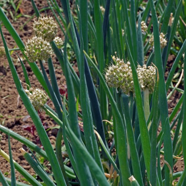 Ciboule White Lisbon  (Allium fistulosum) Bio semences